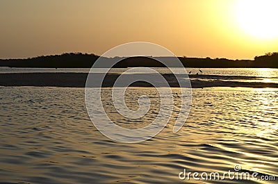 Mangrove forests in the Saloum river Delta area, Senegal, West Africa Stock Photo