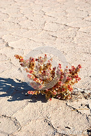 Salsola in Kyzylkum desert Stock Photo