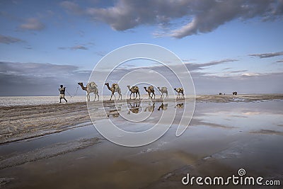 Salt caravan from Karoum lac in Ethiopia Editorial Stock Photo