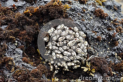 Exposed Goose Barnacles at low tide Stock Photo