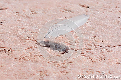 Salt crystals above view glossy soft texture close up. Stock Photo