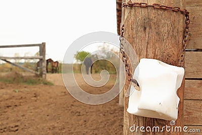 Salt Lick, Milovice, Czechia Stock Photo