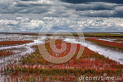 Salt Marsh with common Glasswort resp,Salicornia europaea on Eiderstedt Peninsula at North Sea,North Frisia,Wattenmeer National Stock Photo