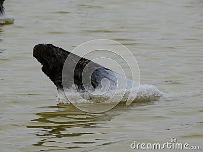 Salt settles on everything that falls in the lake water Stock Photo