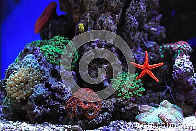 Salt water aquarium Stock Photo