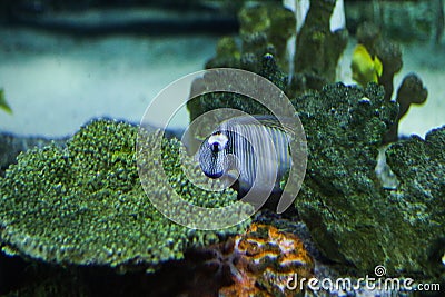 Salt water Aquarium exhibit Stock Photo