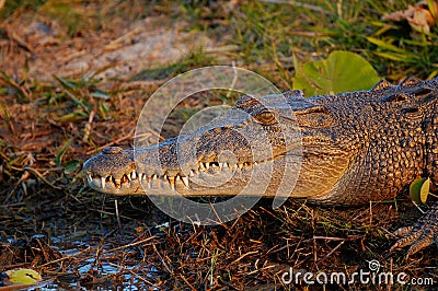 Salt Water Crocodile Stock Photo