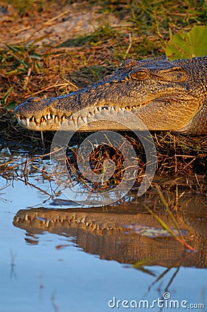 Salt Water Crocodile Stock Photo