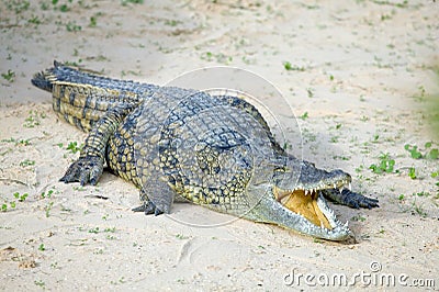 Salt Water Crocodile Stock Photo