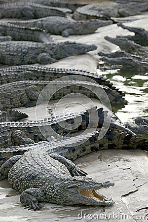 Salt water crocodile Stock Photo