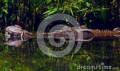 Salt water crocodile Stock Photo