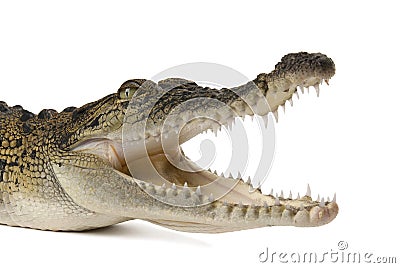 Salt water crocodile with its mouth wide open. Stock Photo