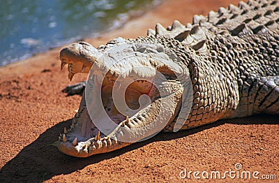 Salt water crocodile with open moutn Stock Photo