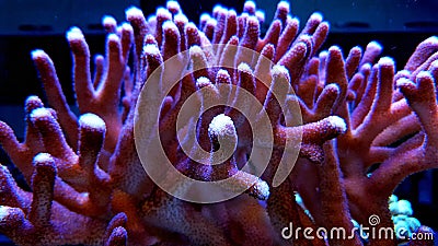 Reef aquarium sps coral scene Stock Photo