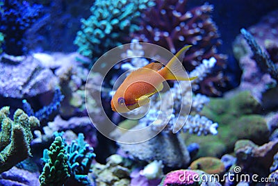 Salt water yellow fish Stock Photo