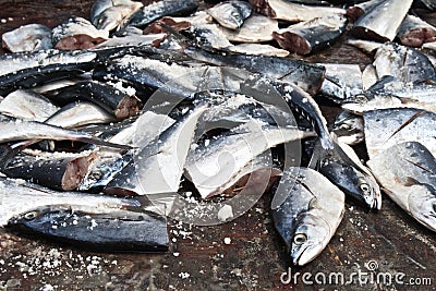 Salted fresh chopped queenfish on the ground after fishing Stock Photo