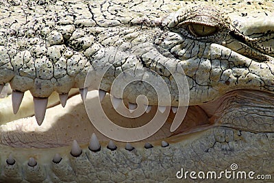 Saltie - Close-up Stock Photo