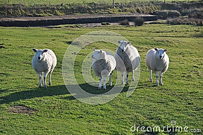 Saltmarsh sheep on Northam Burrows Stock Photo