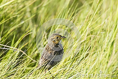 Saltmarsh Sparrow Stock Photo