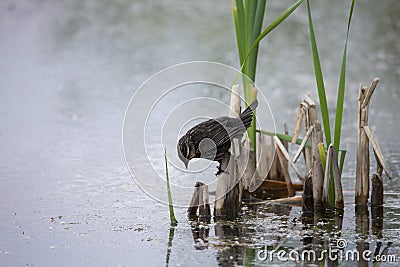 Saltmarsh sparrow seen in profile perched on reeds at the edge of the LÃ©on-Provancher marsh Stock Photo