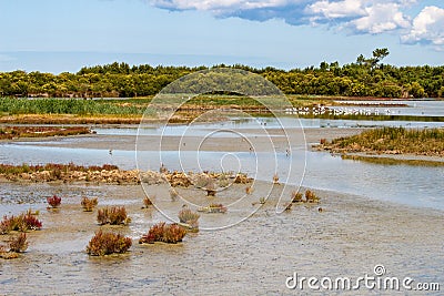 Saltmarshes in Teich Bird Nature Reserve, France Stock Photo