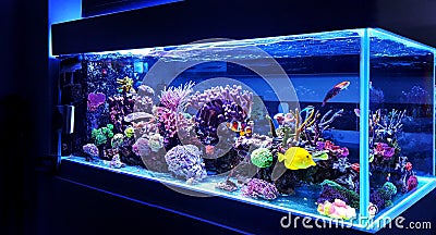 Saltwater coral reef aquarium fish tank is one of the most beautiful hobby Stock Photo