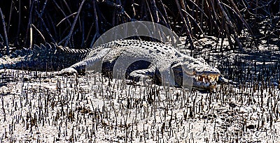 SAltwater Croc Stock Photo