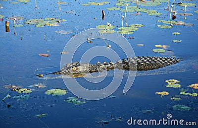 Saltwater crocodile Stock Photo