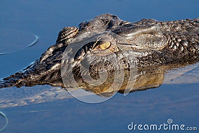 Saltwater crocodile, Australia Stock Photo