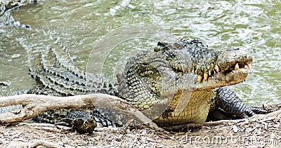 Saltwater Crocodile in Australia Stock Photo