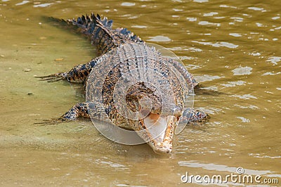 Saltwater crocodile in captivity Stock Photo