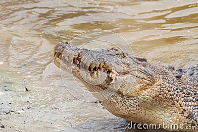 Saltwater crocodile in captivity Stock Photo