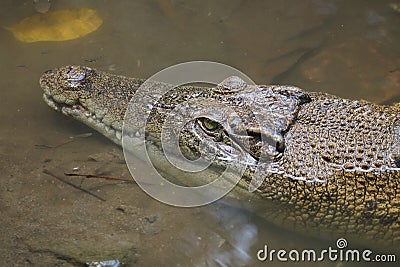 Saltwater crocodile Crocodylus porosus or Saltwater crocodile or Indo Australian crocodile or Man-eater crocodile. Stock Photo