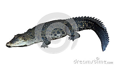 Saltwater crocodile (Crocodylus porosus) Stock Photo