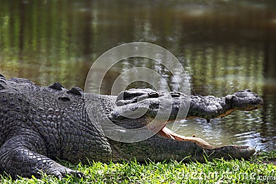 Saltwater Crocodile (Crocodylus porosus) Stock Photo