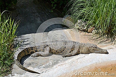 The saltwater crocodile Stock Photo