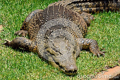Saltwater crocodile Crocodylus porosus Stock Photo