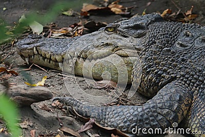 Saltwater crocodile Crocodylus porosus or Saltwater crocodile or Indo Australian crocodile or Man-eater crocodile. Stock Photo