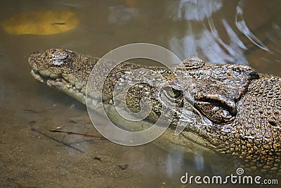 Saltwater crocodile Crocodylus porosus or Saltwater crocodile or Indo Australian crocodile or Man-eater crocodile. Stock Photo