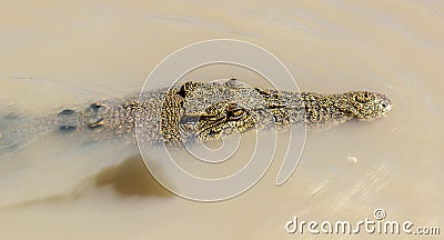 saltwater crocodile in Kakadu National Park in Australia& x27;s Northern Territory Stock Photo