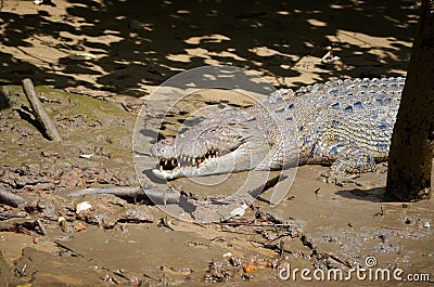 Saltwater Crocodile on river bank Stock Photo