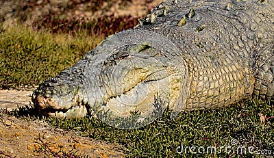 Sunbathing saltwater crocodile or saltie - headshot Stock Photo
