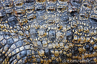 Saltwater Crocodile Skin Stock Photo