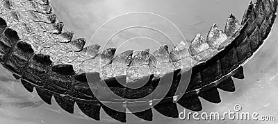 Saltwater crocodile tail Stock Photo