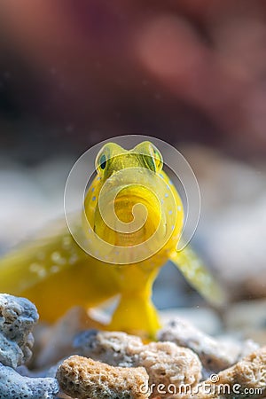 Marine fishes with beautiful coral reef Editorial Stock Photo