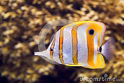 A saltwater fish under water Stock Photo