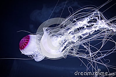 Saltwater Reef Jellyfish Stock Photo