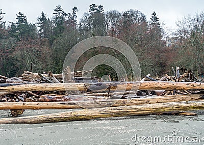 Saltwater Shoreline Stock Photo