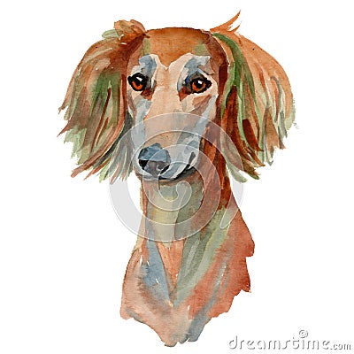 Saluki dog, persian greyhound Stock Photo