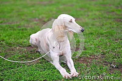 Saluki Persian white hunting dog lies on the green grass Stock Photo